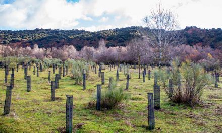 Microsoft y Fundación Repsol colaboran en un proyecto conjunto de reforestación